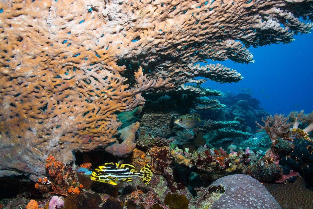 Gecko Nature Lodge Home Of Swahili Divers The Best Dive Center And Famous Gecko Restaurant Verani Exterior foto