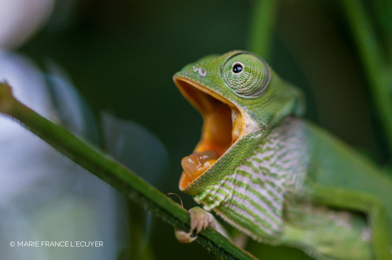 Gecko Nature Lodge Home Of Swahili Divers The Best Dive Center And Famous Gecko Restaurant Verani Exterior foto