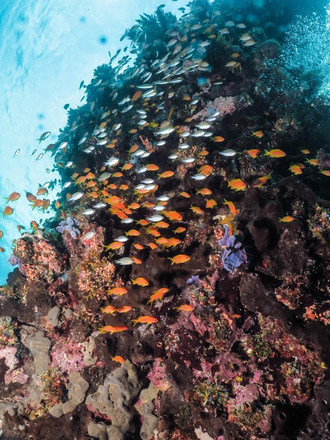 Gecko Nature Lodge Home Of Swahili Divers The Best Dive Center And Famous Gecko Restaurant Verani Exterior foto