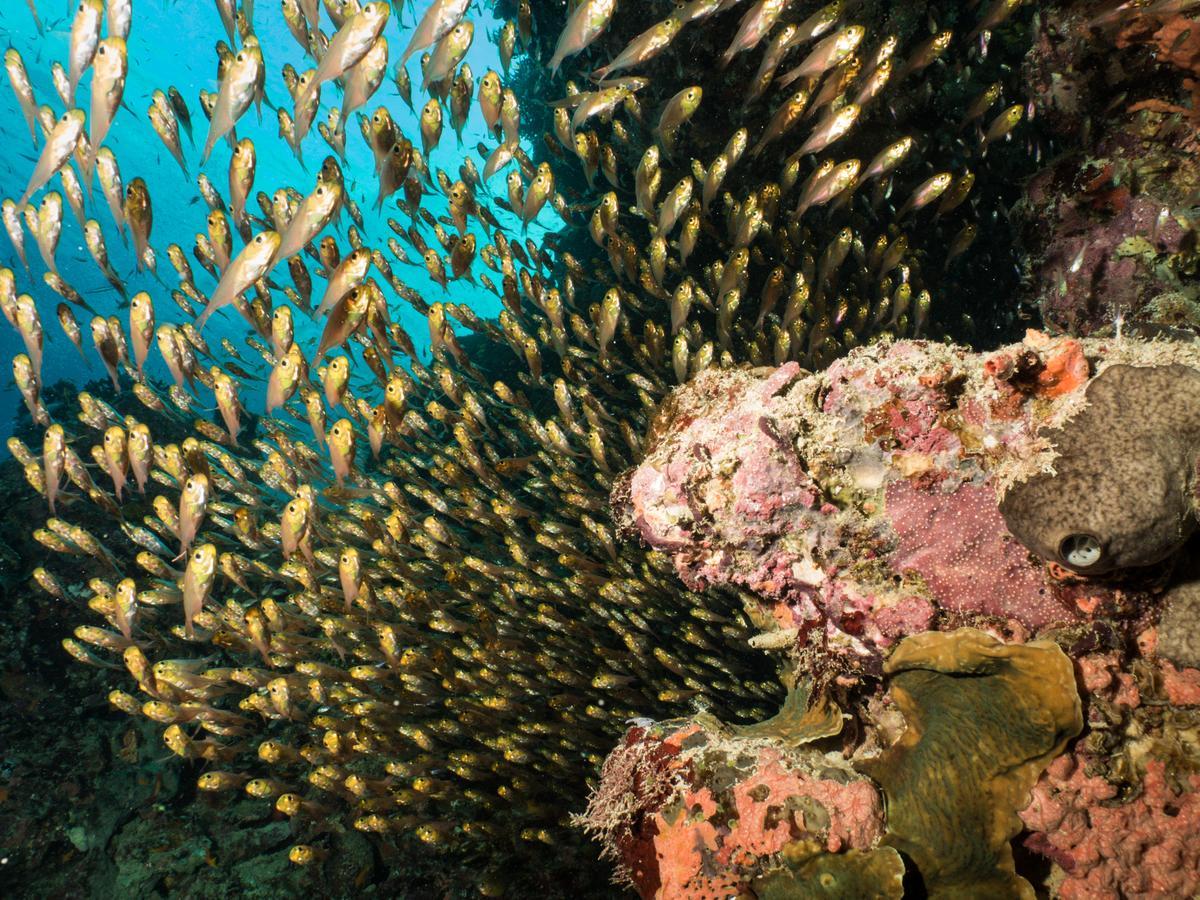 Gecko Nature Lodge Home Of Swahili Divers The Best Dive Center And Famous Gecko Restaurant Verani Exterior foto