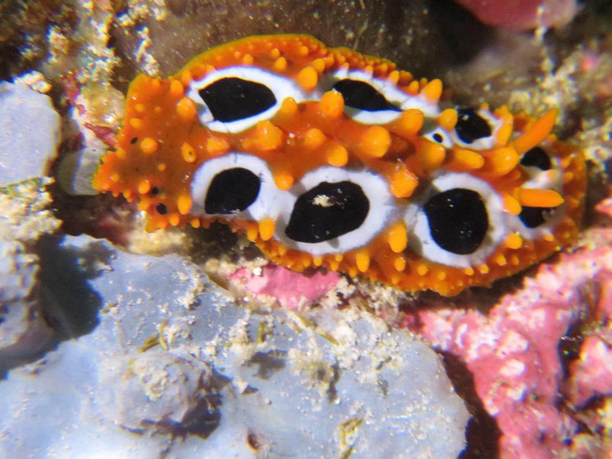 Gecko Nature Lodge Home Of Swahili Divers The Best Dive Center And Famous Gecko Restaurant Verani Exterior foto